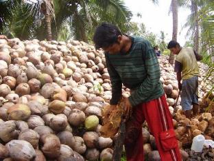 Anggota DPRD meminta Pemprov Riau carikan solusi terkait anjloknya harga kelapa di Inhil (foto/int)
